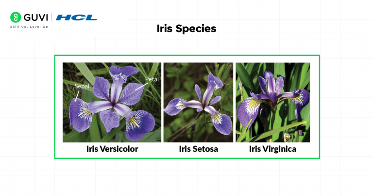 IRIS Dataset Explained: Features, Classification & Examples